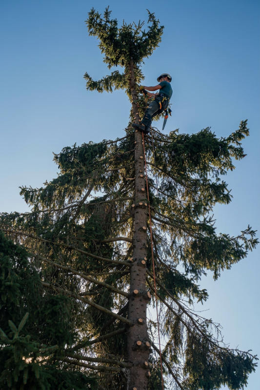 Élagage en hauteur à Chassignieu